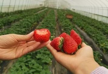 草莓的功效作用与营养