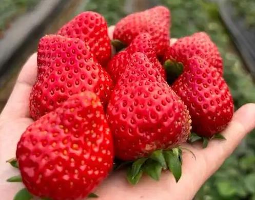 草莓是热性还是凉性