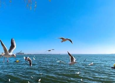 滇池看海鸥的最佳地点在哪里?